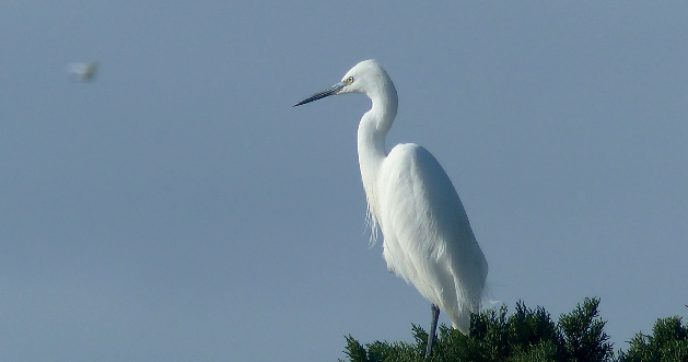 aigrette