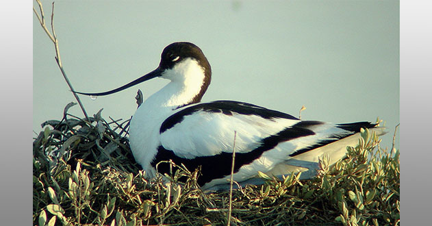 avocette-elegante