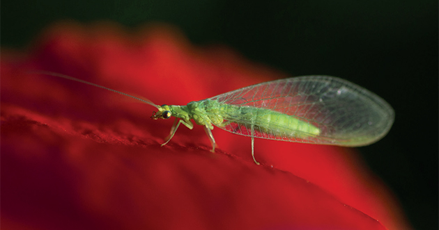 coquelicot