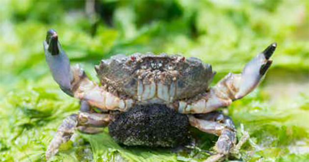 crabe