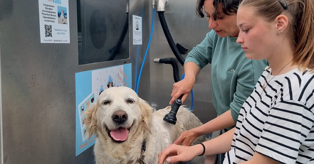 dog-wash