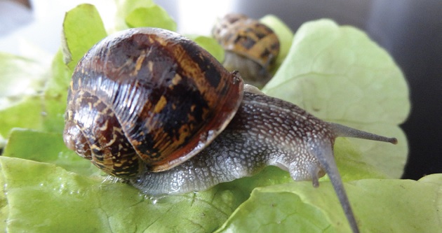 escargot