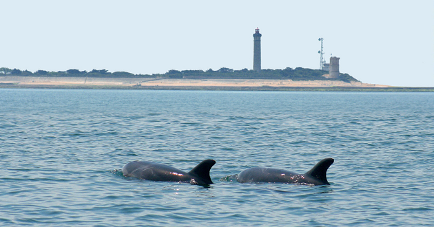 festival-dauphins