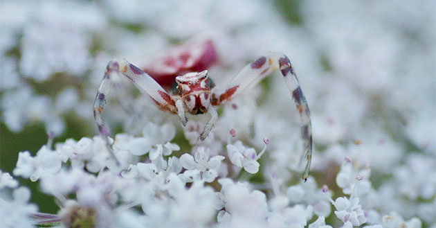 fleur