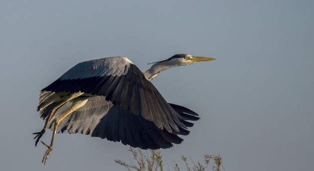 heron