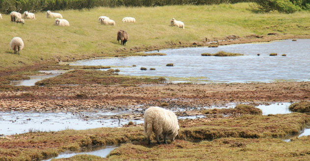 moutons