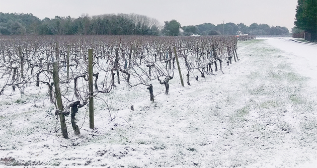 neige-vignes