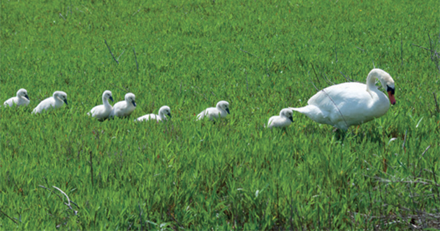 oiseaux-cygne-une