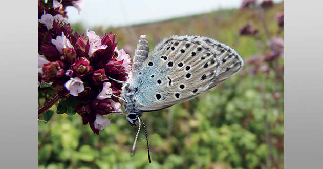 papillon-rivedoux