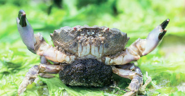 photos-crabe-une