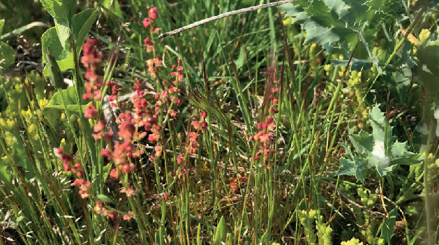 ralh204-biodiversite-de-la-flore-retaise