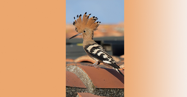 reportage-animalier