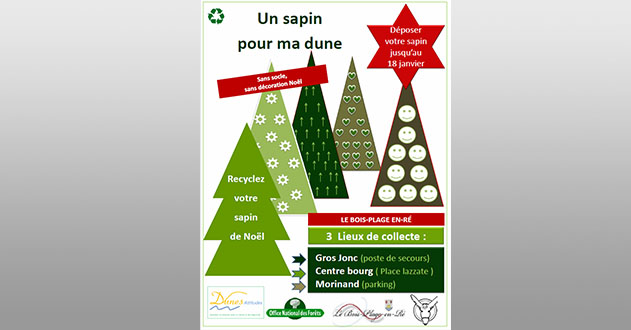 sapins-dunes