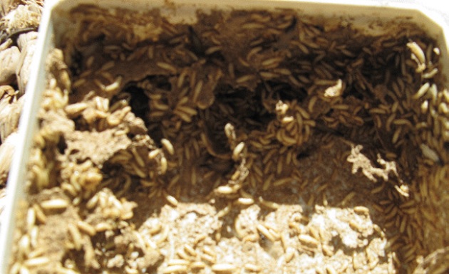 termite