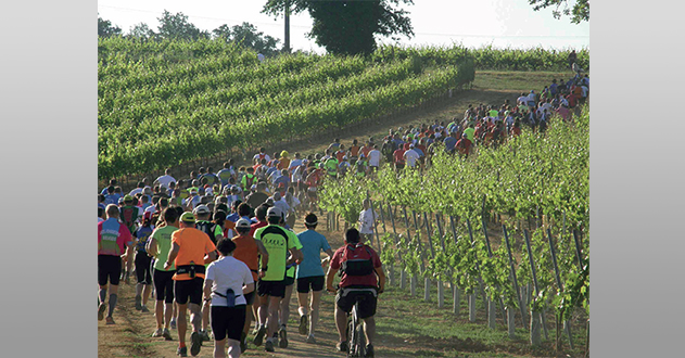 trail-vignes