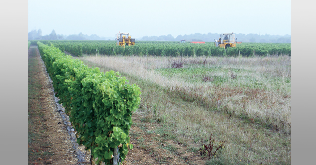 vendanges-bilan