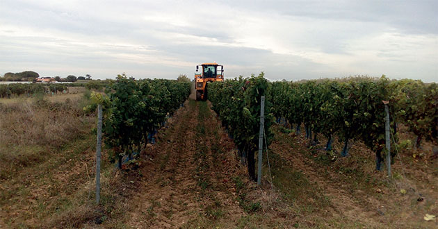 vendanges