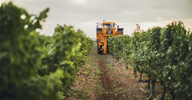 vendanges