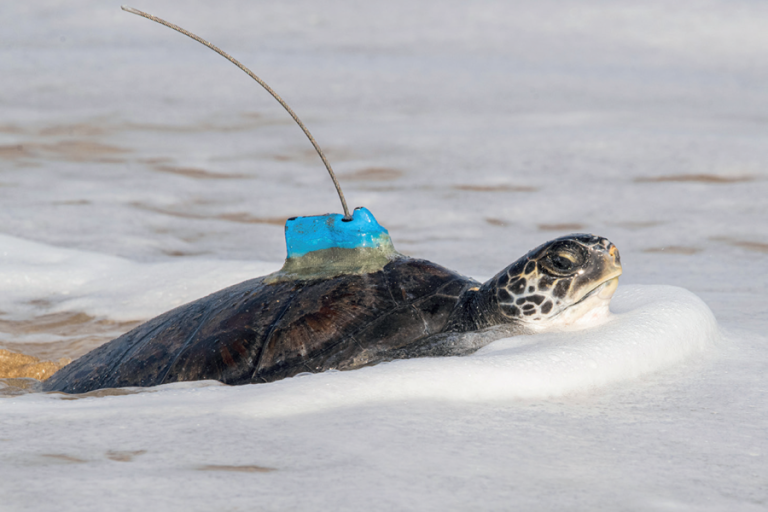 tortues2