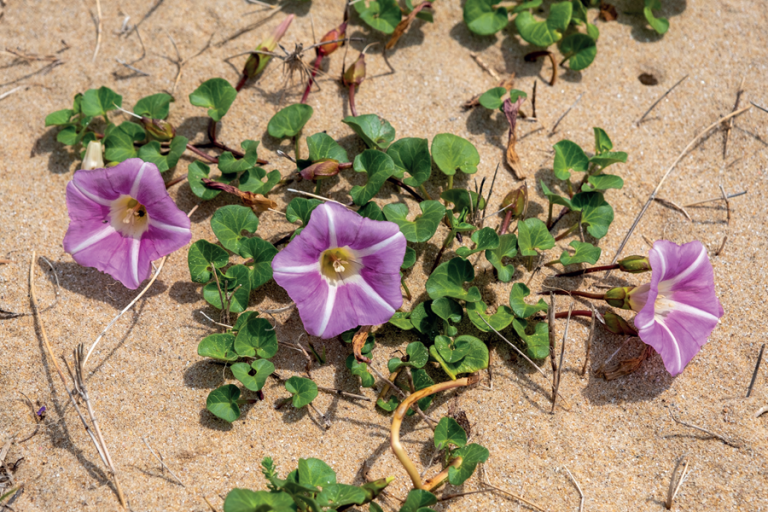 fleurs