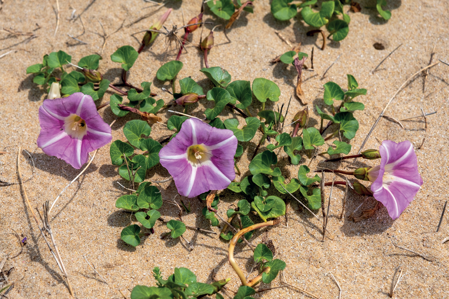 fleurs