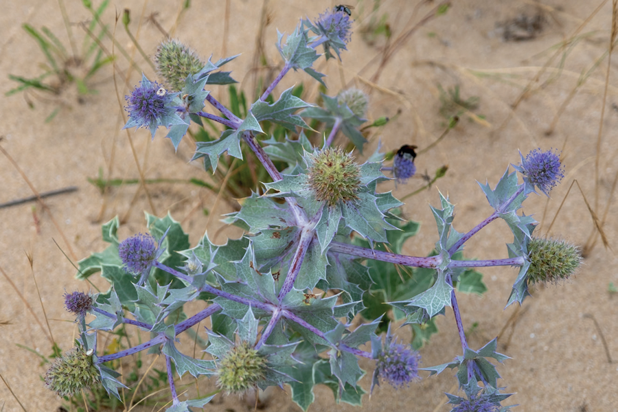 fleurs2