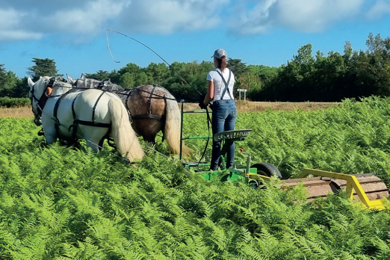 chevaux-trait