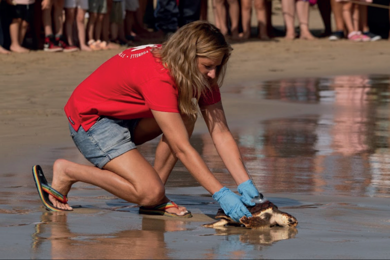tortues