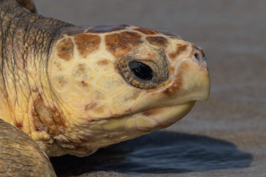 tortues1