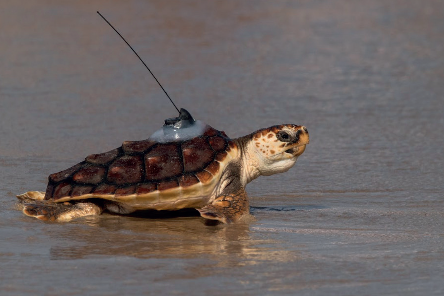 tortues2