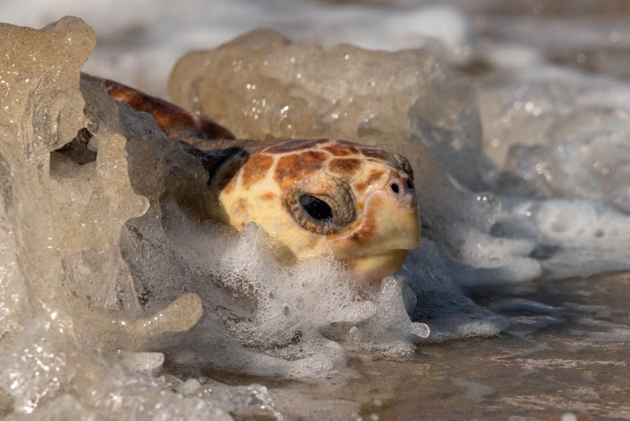 tortues3