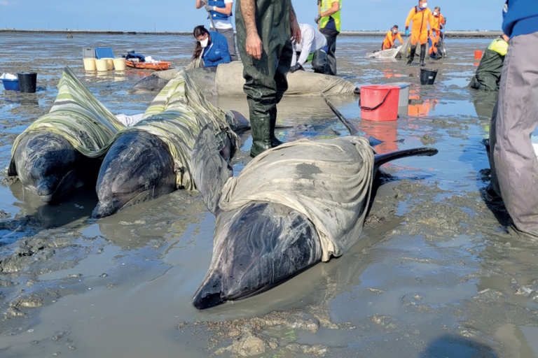 dauphins