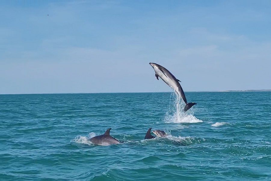 1dauphins