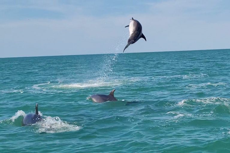 dauphins