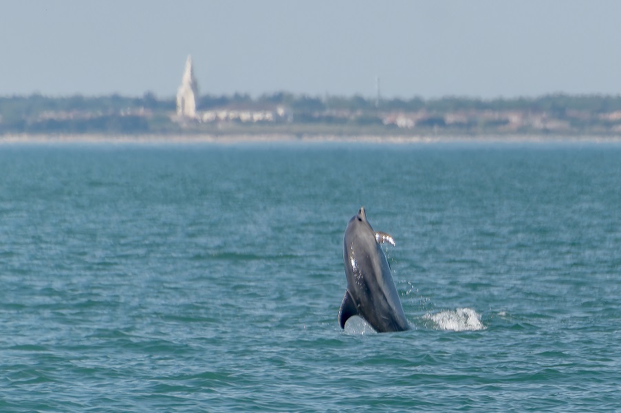 Delphinus delphis (Dauphin commun)