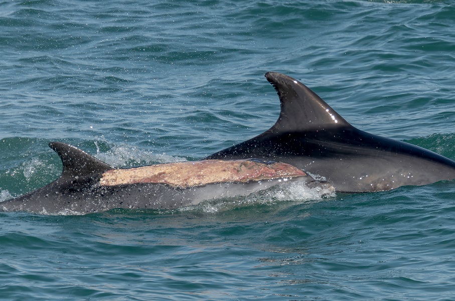 Delphinus delphis (Dauphin commun)