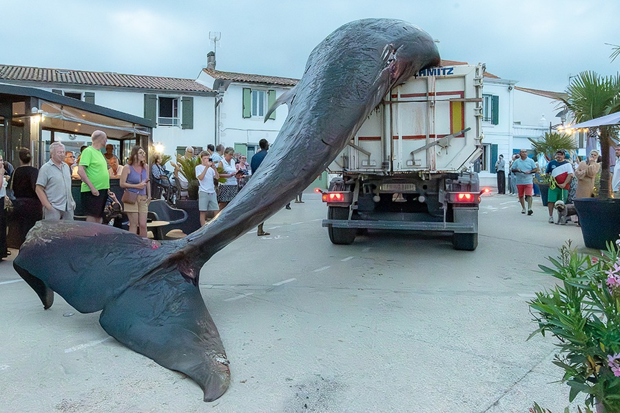 Balaenoptera borealis (Rorqual boréal)