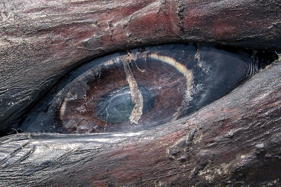 Balaenoptera borealis (Rorqual boréal)