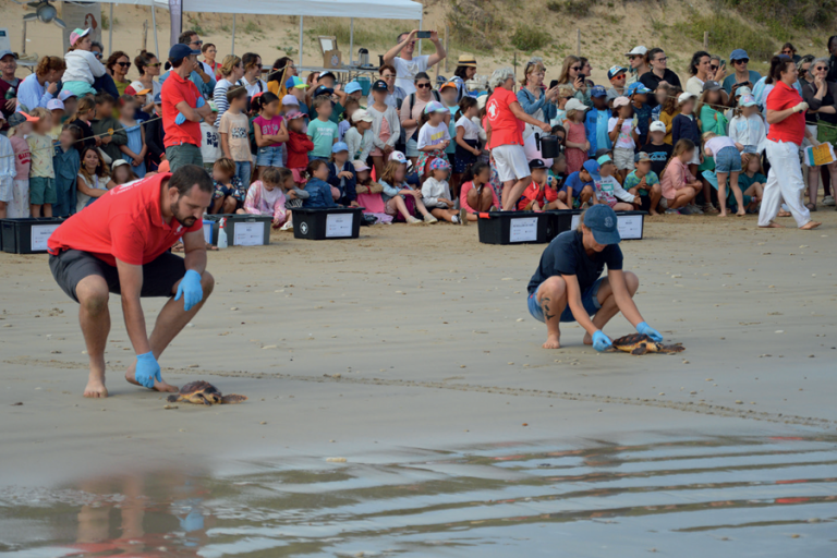 tortues