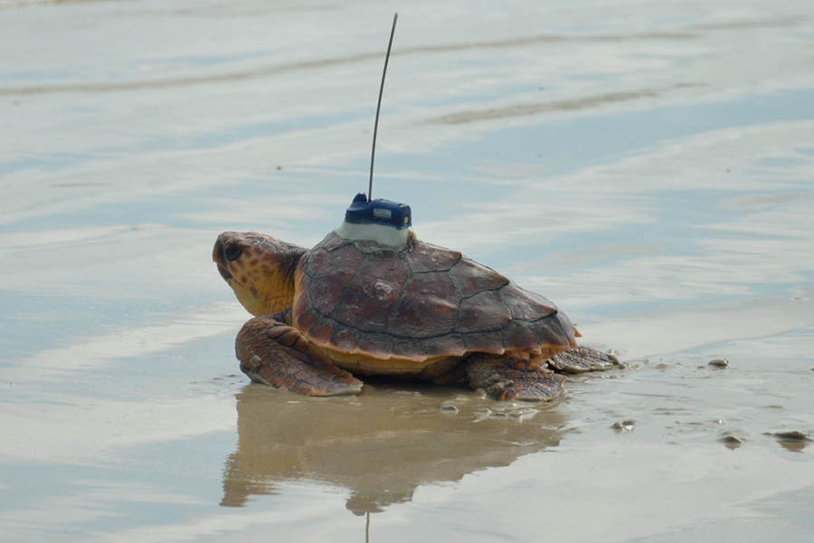 tortues1