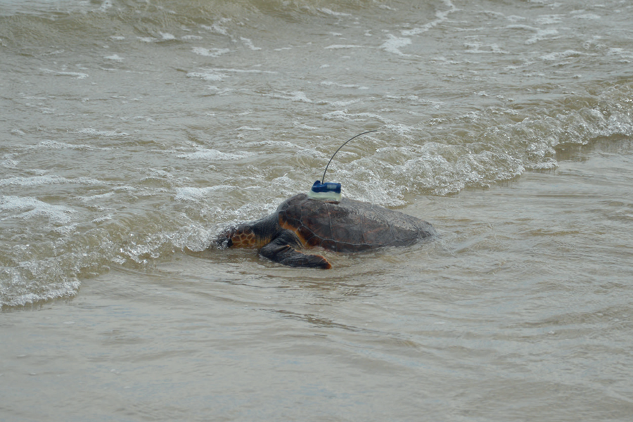 tortues2