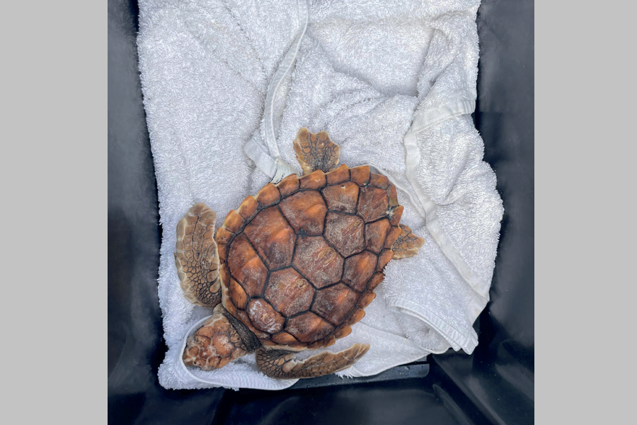 tortues3