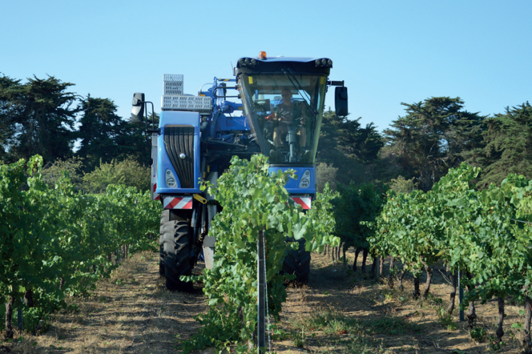 vendanges