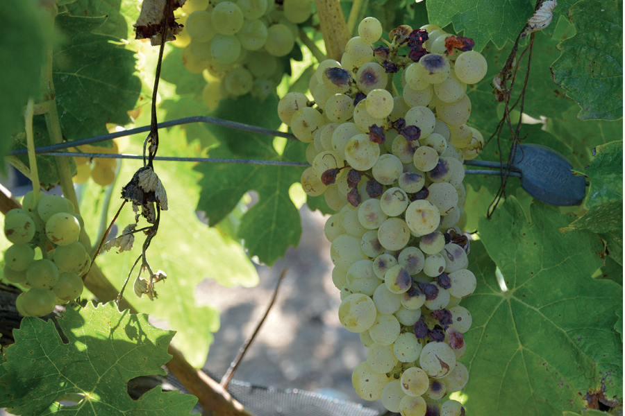 vendanges1