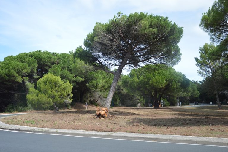 arbre gros jonc0