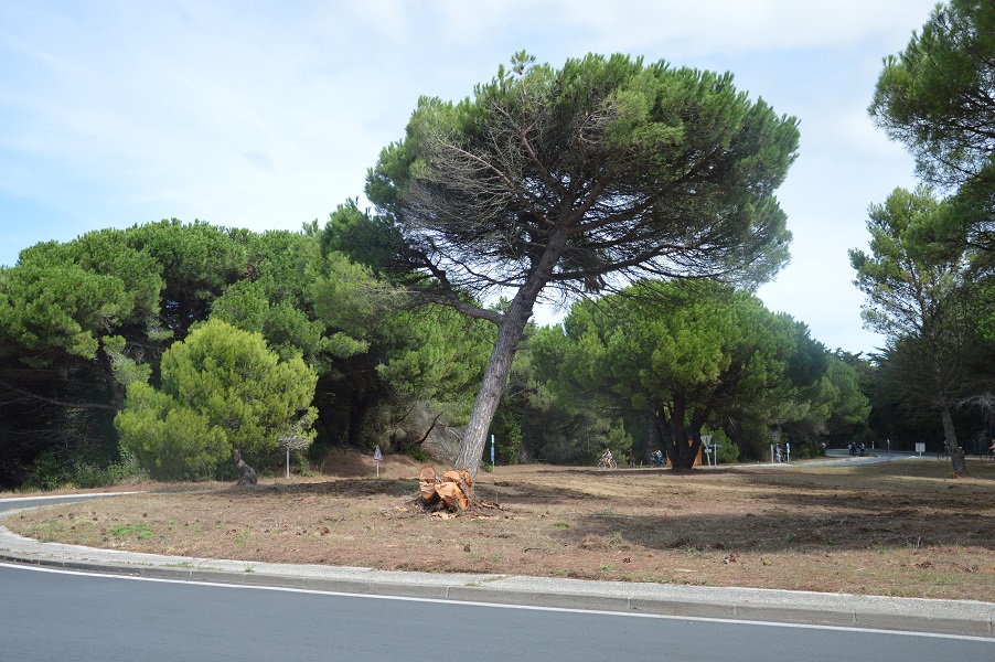 arbre gros jonc0